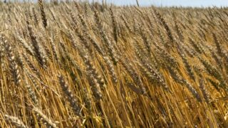 なぜ穀物メジャーはあるのに、野菜メジャーや工業製品メジャーはないの?